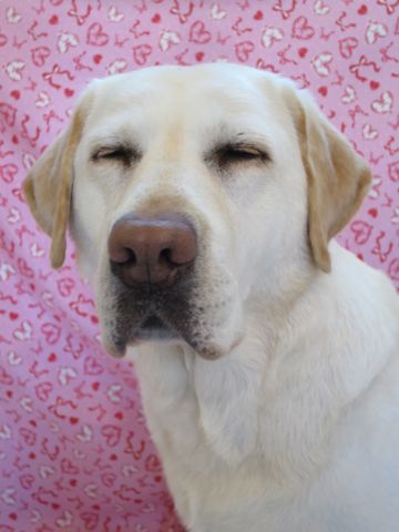 ラブラドール・レトリバートリミング文京区フントヒュッテ駒込大型犬トリミング東京かわいいラブラドールレトリバー画像大型犬トリミングサロン都内hundehutte_6.jpg