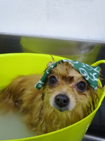 ポメラニアントリミング文京区フントヒュッテ駒込ポメラニアントリミングサロン都内犬温泉入浴画像東京ゼオライトデンタルケア歯垢歯石除去歯磨き犬hundehutte_1.jpg