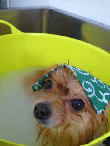ポメラニアントリミング文京区フントヒュッテ駒込ポメラニアントリミングサロン都内犬温泉入浴画像東京ゼオライトデンタルケア歯垢歯石除去歯磨き犬hundehutte_3.jpg