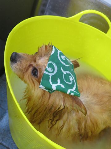 ポメラニアントリミング文京区フントヒュッテ駒込ポメラニアントリミングサロン都内犬温泉入浴画像東京ゼオライトデンタルケア歯垢歯石除去歯磨き犬hundehutte_4.jpg