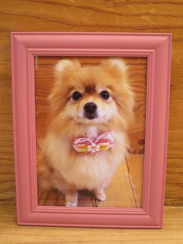 ポメラニアントリミング文京区フントヒュッテ駒込ポメラニアントリミングサロン都内犬温泉入浴画像東京ゼオライトデンタルケア歯垢歯石除去歯磨き犬hundehutte_6.jpg