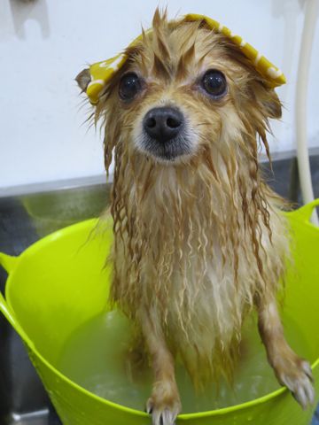 ポメラニアントリミング文京区フントヒュッテ駒込ポメラニアントリミングサロン都内犬温泉入浴画像東京ゼオライトデンタルケア歯垢歯石除去歯磨き犬hundehutte_8.jpg
