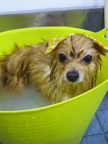 ポメラニアントリミング文京区フントヒュッテ駒込ポメラニアントリミングサロン都内犬温泉入浴画像東京ゼオライトデンタルケア歯垢歯石除去歯磨き犬hundehutte_9.jpg