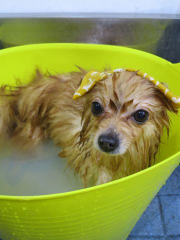 ポメラニアントリミング文京区フントヒュッテ駒込ポメラニアントリミングサロン都内犬温泉入浴画像東京ゼオライトデンタルケア歯垢歯石除去歯磨き犬hundehutte_10.jpg
