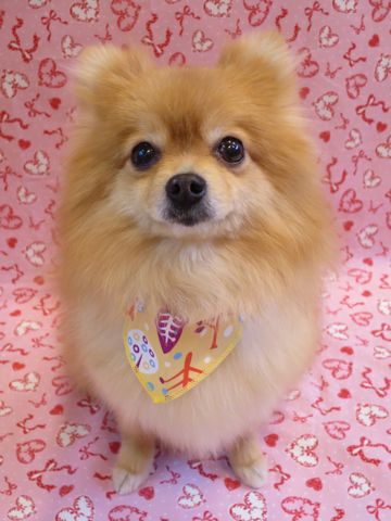 ポメラニアントリミング文京区フントヒュッテ駒込ポメラニアントリミングサロン都内犬温泉入浴画像東京ゼオライトデンタルケア歯垢歯石除去歯磨き犬hundehutte_11.jpg