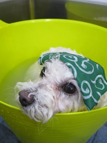 ビションフリーゼトリミング文京区フントヒュッテ駒込ビションカットモデル画像犬歯磨きゼオライトデンタルケア都内ハーブパック効果犬温泉東京ビション丸_8.jpg