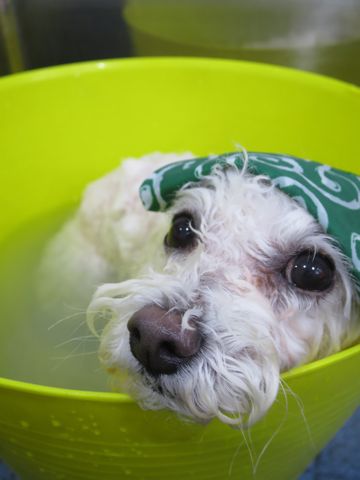 ビションフリーゼトリミング文京区フントヒュッテ駒込ビションカットモデル画像犬歯磨きゼオライトデンタルケア都内ハーブパック効果犬温泉東京ビション丸_9.jpg