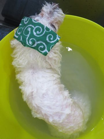 ビションフリーゼトリミング文京区フントヒュッテ駒込ビションカットモデル画像犬歯磨きゼオライトデンタルケア都内ハーブパック効果犬温泉東京ビション丸_11.jpg