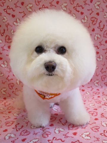 ビションフリーゼトリミング文京区フントヒュッテ駒込ビションカットモデル画像犬歯磨きゼオライトデンタルケア都内ハーブパック効果犬温泉東京ビション丸_12.jpg