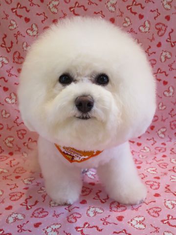 ビションフリーゼトリミング文京区フントヒュッテ駒込ビションカットモデル画像犬歯磨きゼオライトデンタルケア都内ハーブパック効果犬温泉東京ビション丸_13.jpg