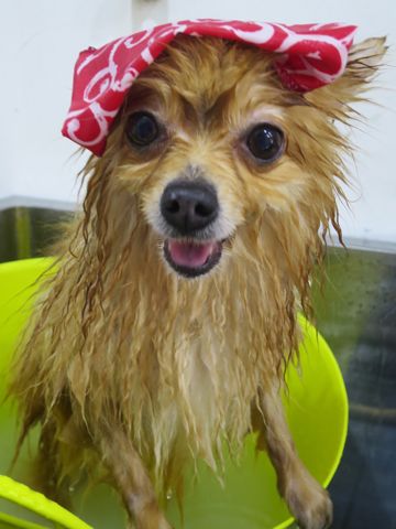 ポメラニアンペットホテル都内フントヒュッテ駒込犬おあずかり様子おさんぽ文京区hundehutte東京ドッグホテルポメラニアン犬ホテル料金ペットホテル様子画像_35.jpg