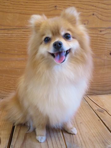 ポメラニアンペットホテル都内フントヒュッテ駒込犬おあずかり様子おさんぽ文京区hundehutte東京ドッグホテルポメラニアン犬ホテル料金ペットホテル様子画像_36.jpg