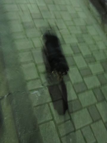 ダックスペットホテル様子おさんぽ犬おあずかり文京区フントヒュッテ東京ダックストリミング画像都内ペットホテル駒込カニヘンダックスカニンヘンダックス_4.jpg