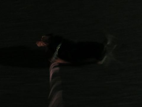 ダックスペットホテル様子おさんぽ犬おあずかり文京区フントヒュッテ東京ダックストリミング画像都内ペットホテル駒込カニヘンダックスカニンヘンダックス_5.jpg