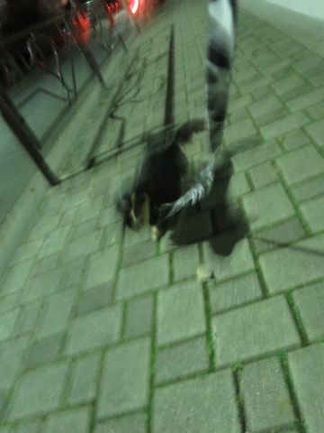 ダックスペットホテル様子おさんぽ犬おあずかり文京区フントヒュッテ東京ダックストリミング画像都内ペットホテル駒込カニヘンダックスカニンヘンダックス_8.jpg
