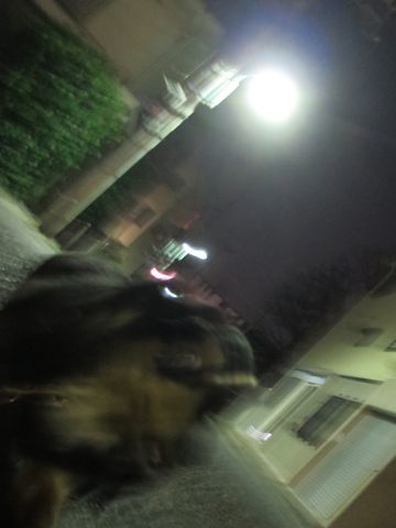 ダックスペットホテル様子おさんぽ犬おあずかり文京区フントヒュッテ東京ダックストリミング画像都内ペットホテル駒込カニヘンダックスカニンヘンダックス_9.jpg