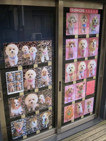 桜 さくら サクラ Sakura 生地 和柄 柄 和風 花柄 きもの 着物 綿ちりめん エンボス加工 シーチング生地 プリント生地 ファブリック 日本製 MADE IN JAPAN 9.jpg