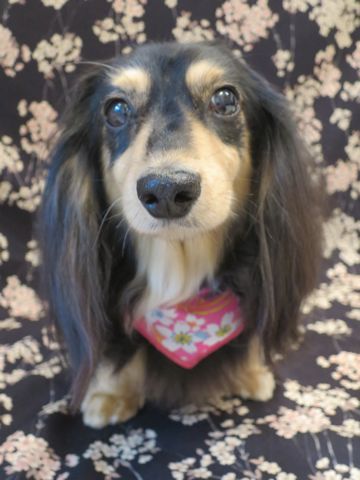 ダックスペットホテル様子おさんぽ犬おあずかり文京区フントヒュッテ東京ダックストリミング画像都内ペットホテル駒込カニヘンダックスカニンヘンダックス_52.jpg