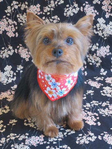 ヨークシャー・テリアトリミング文京区フントヒュッテ駒込ヨーキートリミング料金都内hundehutteヨークシャーテリアトリミング画像東京犬ハーブパック効果_10.jpg