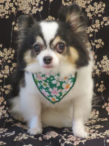 チワワトリミング文京区フントヒュッテ駒込hundehutteチワワトリミングカット画像チワワサイズ色カラー性格チワワトリミングサロン都内チワワトリミング料金東京_1.jpg