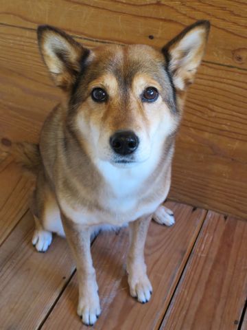 ミックス犬トリミング都内柴犬ミックス抜け毛時期柴犬ミックスシャンプー文京区フントヒュッテ駒込犬歯垢歯石におい口臭歯周病犬の歯磨きデンタルケア効果画像東京hundehutte_1.jpg