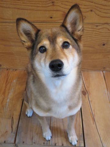 ミックス犬トリミング都内柴犬ミックス抜け毛時期柴犬ミックスシャンプー文京区フントヒュッテ駒込犬歯垢歯石におい口臭歯周病犬の歯磨きデンタルケア効果画像東京hundehutte_2.jpg