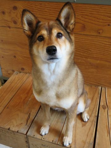 ミックス犬トリミング都内柴犬ミックス抜け毛時期柴犬ミックスシャンプー文京区フントヒュッテ駒込犬歯垢歯石におい口臭歯周病犬の歯磨きデンタルケア効果画像東京hundehutte_3.jpg