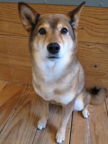 ミックス犬トリミング都内柴犬ミックス抜け毛時期柴犬ミックスシャンプー文京区フントヒュッテ駒込犬歯垢歯石におい口臭歯周病犬の歯磨きデンタルケア効果画像東京hundehutte_4.jpg