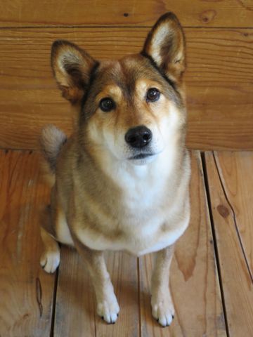 ミックス犬トリミング都内柴犬ミックス抜け毛時期柴犬ミックスシャンプー文京区フントヒュッテ駒込犬歯垢歯石におい口臭歯周病犬の歯磨きデンタルケア効果画像東京hundehutte_5.jpg