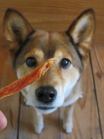 ミックス犬トリミング都内柴犬ミックス抜け毛時期柴犬ミックスシャンプー文京区フントヒュッテ駒込犬歯垢歯石におい口臭歯周病犬の歯磨きデンタルケア効果画像東京hundehutte_6.jpg