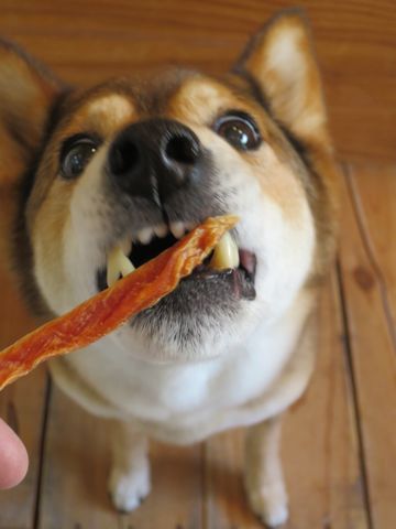 ミックス犬トリミング都内柴犬ミックス抜け毛時期柴犬ミックスシャンプー文京区フントヒュッテ駒込犬歯垢歯石におい口臭歯周病犬の歯磨きデンタルケア効果画像東京hundehutte_7.jpg