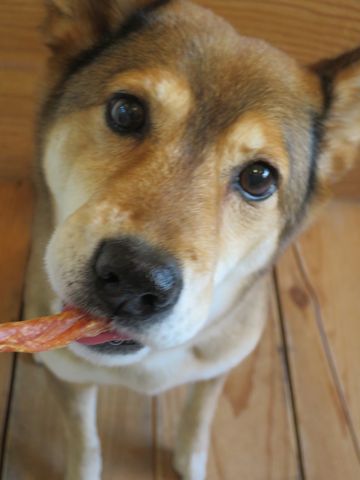 ミックス犬トリミング都内柴犬ミックス抜け毛時期柴犬ミックスシャンプー文京区フントヒュッテ駒込犬歯垢歯石におい口臭歯周病犬の歯磨きデンタルケア効果画像東京hundehutte_8.jpg