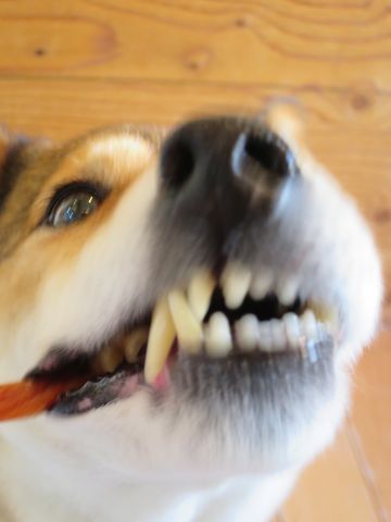 ミックス犬トリミング都内柴犬ミックス抜け毛時期柴犬ミックスシャンプー文京区フントヒュッテ駒込犬歯垢歯石におい口臭歯周病犬の歯磨きデンタルケア効果画像東京hundehutte_9.jpg