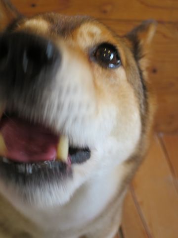 ミックス犬トリミング都内柴犬ミックス抜け毛時期柴犬ミックスシャンプー文京区フントヒュッテ駒込犬歯垢歯石におい口臭歯周病犬の歯磨きデンタルケア効果画像東京hundehutte_10.jpg