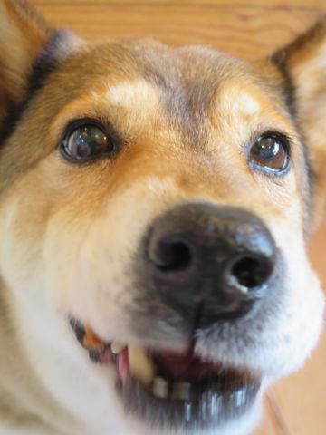 ミックス犬トリミング都内柴犬ミックス抜け毛時期柴犬ミックスシャンプー文京区フントヒュッテ駒込犬歯垢歯石におい口臭歯周病犬の歯磨きデンタルケア効果画像東京hundehutte_11.jpg