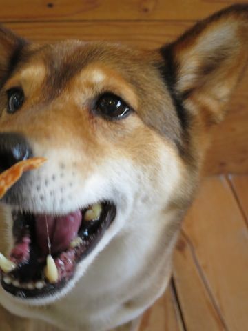 ミックス犬トリミング都内柴犬ミックス抜け毛時期柴犬ミックスシャンプー文京区フントヒュッテ駒込犬歯垢歯石におい口臭歯周病犬の歯磨きデンタルケア効果画像東京hundehutte_12.jpg