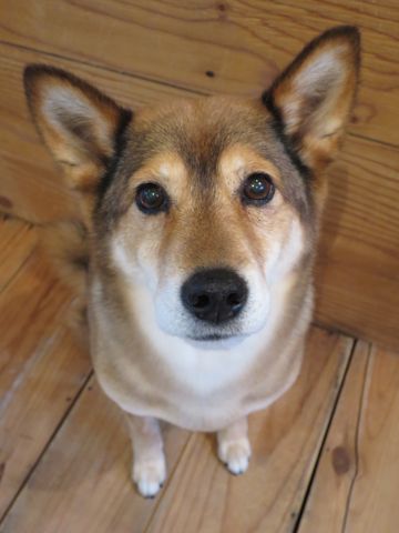 ミックス犬トリミング都内柴犬ミックス抜け毛時期柴犬ミックスシャンプー文京区フントヒュッテ駒込犬歯垢歯石におい口臭歯周病犬の歯磨きデンタルケア効果画像東京hundehutte_13.jpg