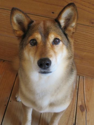 ミックス犬トリミング都内柴犬ミックス抜け毛時期柴犬ミックスシャンプー文京区フントヒュッテ駒込犬歯垢歯石におい口臭歯周病犬の歯磨きデンタルケア効果画像東京hundehutte_14.jpg