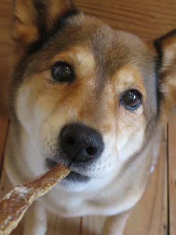 ミックス犬トリミング都内柴犬ミックス抜け毛時期柴犬ミックスシャンプー文京区フントヒュッテ駒込犬歯垢歯石におい口臭歯周病犬の歯磨きデンタルケア効果画像東京hundehutte_15.jpg