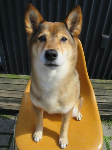 ミックス犬トリミング都内柴犬ミックス抜け毛時期柴犬ミックスシャンプー文京区フントヒュッテ駒込犬歯垢歯石におい口臭歯周病犬の歯磨きデンタルケア効果画像東京hundehutte_16.jpg