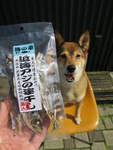ミックス犬トリミング都内柴犬ミックス抜け毛時期柴犬ミックスシャンプー文京区フントヒュッテ駒込犬歯垢歯石におい口臭歯周病犬の歯磨きデンタルケア効果画像東京hundehutte_17.jpg