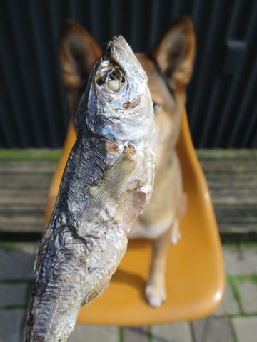 ミックス犬トリミング都内柴犬ミックス抜け毛時期柴犬ミックスシャンプー文京区フントヒュッテ駒込犬歯垢歯石におい口臭歯周病犬の歯磨きデンタルケア効果画像東京hundehutte_18.jpg
