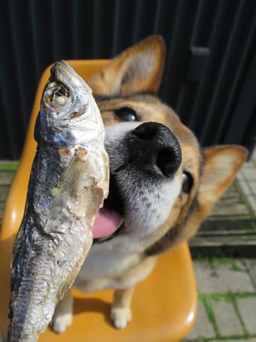 ミックス犬トリミング都内柴犬ミックス抜け毛時期柴犬ミックスシャンプー文京区フントヒュッテ駒込犬歯垢歯石におい口臭歯周病犬の歯磨きデンタルケア効果画像東京hundehutte_19.jpg