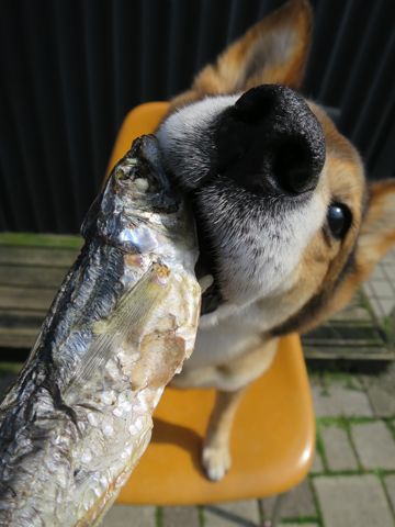 ミックス犬トリミング都内柴犬ミックス抜け毛時期柴犬ミックスシャンプー文京区フントヒュッテ駒込犬歯垢歯石におい口臭歯周病犬の歯磨きデンタルケア効果画像東京hundehutte_20.jpg