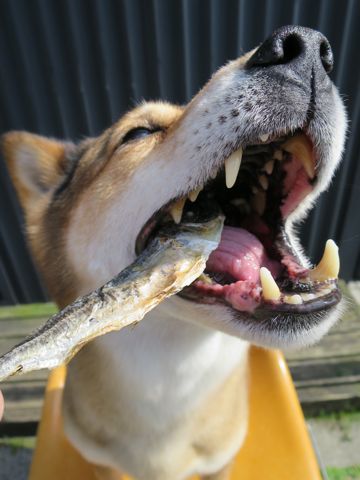 ミックス犬トリミング都内柴犬ミックス抜け毛時期柴犬ミックスシャンプー文京区フントヒュッテ駒込犬歯垢歯石におい口臭歯周病犬の歯磨きデンタルケア効果画像東京hundehutte_21.jpg