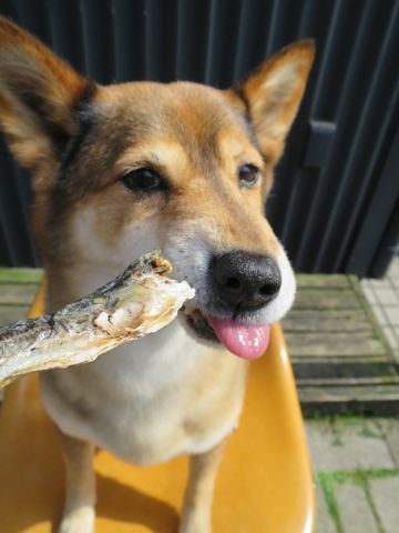 ミックス犬トリミング都内柴犬ミックス抜け毛時期柴犬ミックスシャンプー文京区フントヒュッテ駒込犬歯垢歯石におい口臭歯周病犬の歯磨きデンタルケア効果画像東京hundehutte_22.jpg