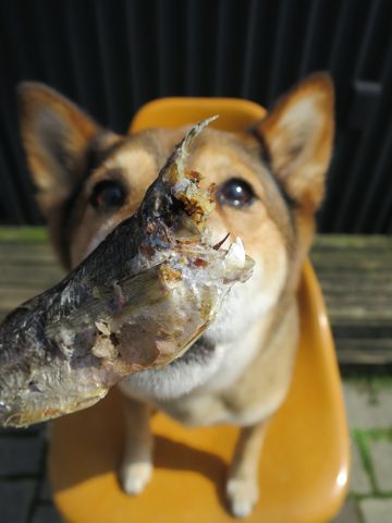 ミックス犬トリミング都内柴犬ミックス抜け毛時期柴犬ミックスシャンプー文京区フントヒュッテ駒込犬歯垢歯石におい口臭歯周病犬の歯磨きデンタルケア効果画像東京hundehutte_23.jpg