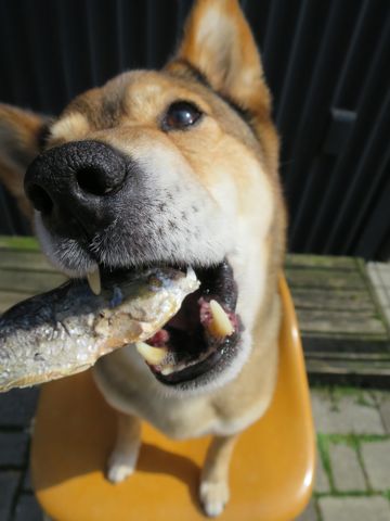 ミックス犬トリミング都内柴犬ミックス抜け毛時期柴犬ミックスシャンプー文京区フントヒュッテ駒込犬歯垢歯石におい口臭歯周病犬の歯磨きデンタルケア効果画像東京hundehutte_24.jpg