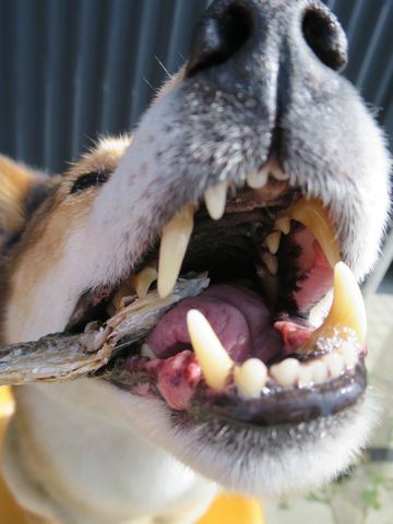 ミックス犬トリミング都内柴犬ミックス抜け毛時期柴犬ミックスシャンプー文京区フントヒュッテ駒込犬歯垢歯石におい口臭歯周病犬の歯磨きデンタルケア効果画像東京hundehutte_25.jpg