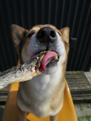 ミックス犬トリミング都内柴犬ミックス抜け毛時期柴犬ミックスシャンプー文京区フントヒュッテ駒込犬歯垢歯石におい口臭歯周病犬の歯磨きデンタルケア効果画像東京hundehutte_26.jpg